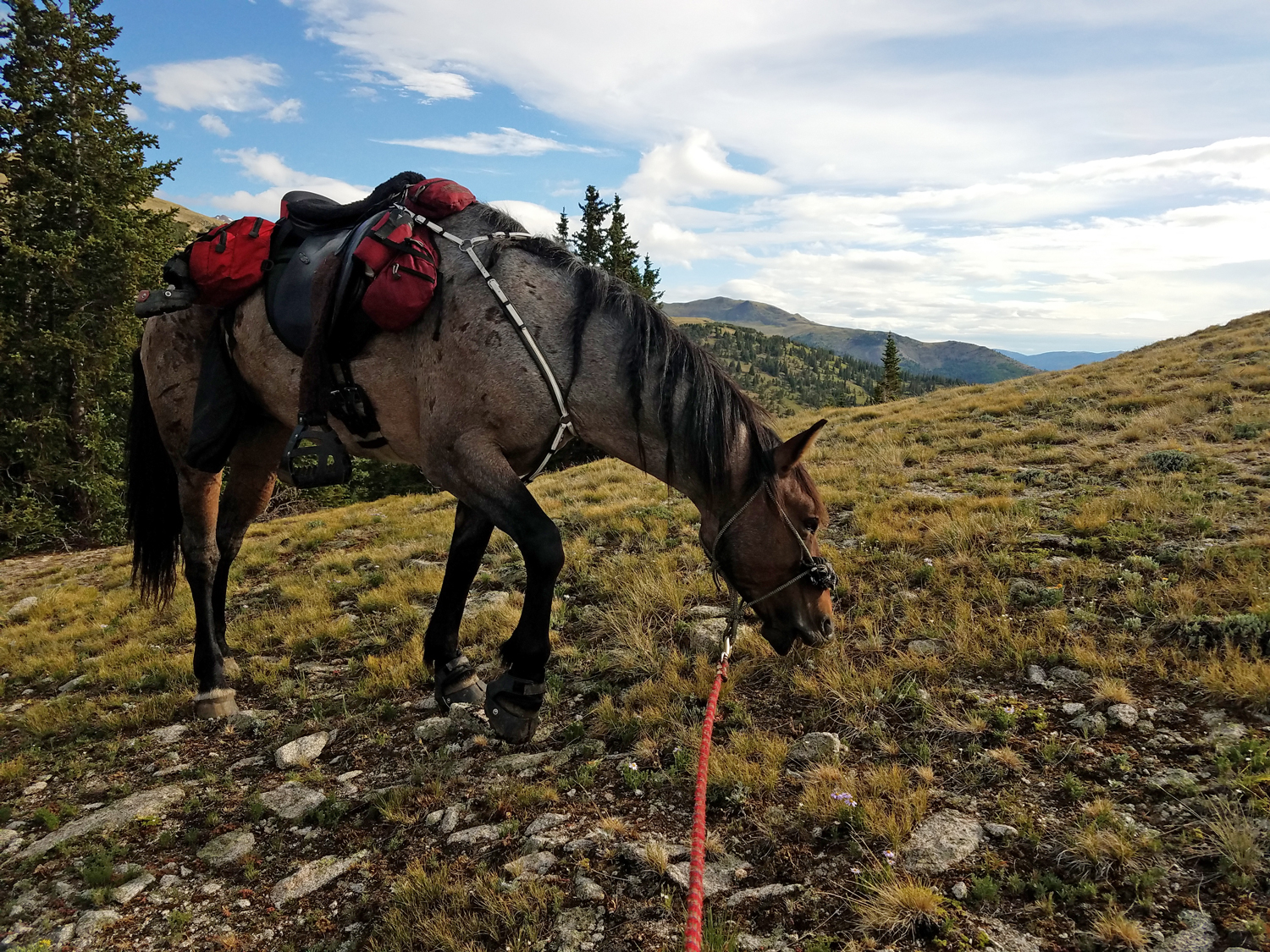 Colorado Trail Horses Segment 12